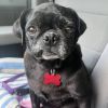 Peggy Pug