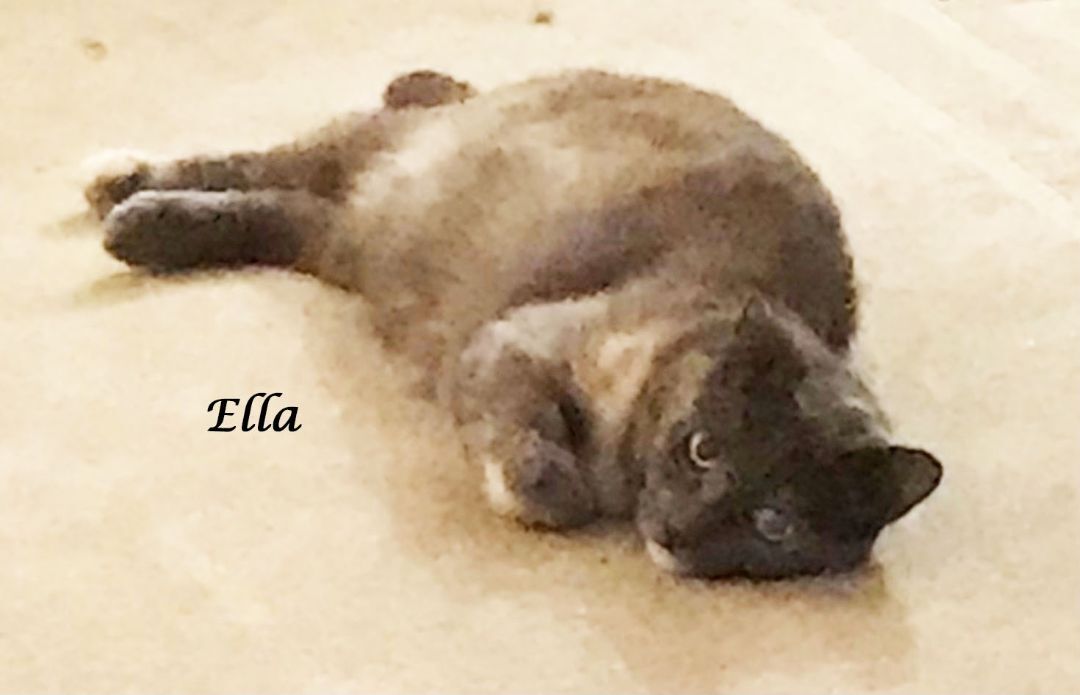 ELLA, a Tripod