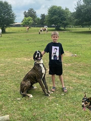 Petfinder best sale great dane