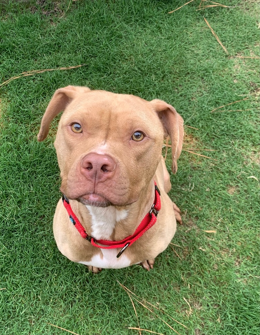 Dog for adoption - Benny , an American Staffordshire Terrier & Beagle ...