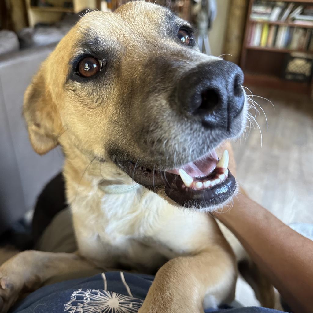 RIVER, an adoptable Shepherd, Mixed Breed in Point Richmond, CA, 94801 | Photo Image 1
