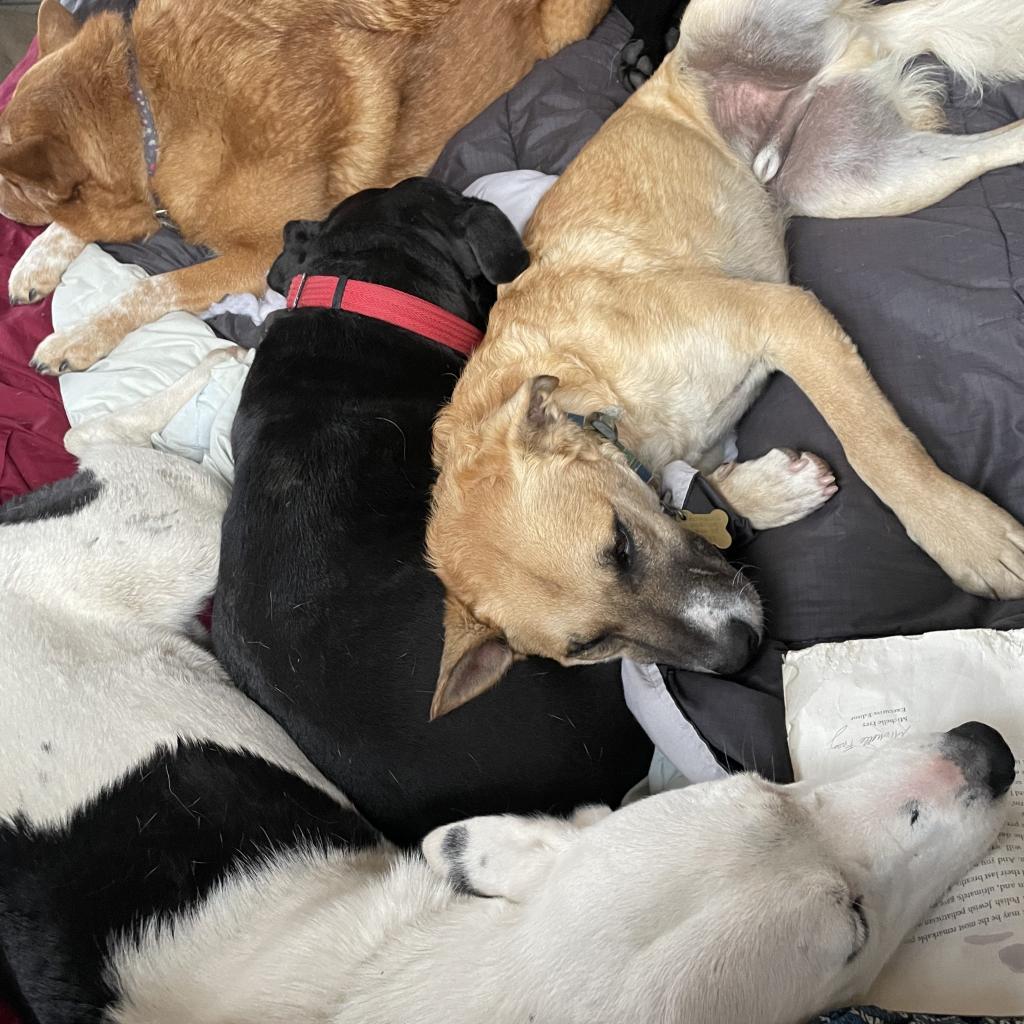 RIVER, an adoptable Shepherd, Mixed Breed in Point Richmond, CA, 94801 | Photo Image 2