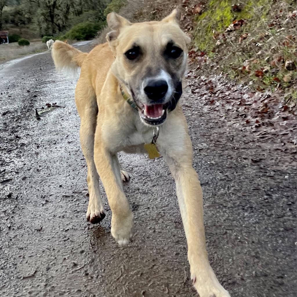 RIVER, an adoptable Shepherd, Mixed Breed in Point Richmond, CA, 94801 | Photo Image 3
