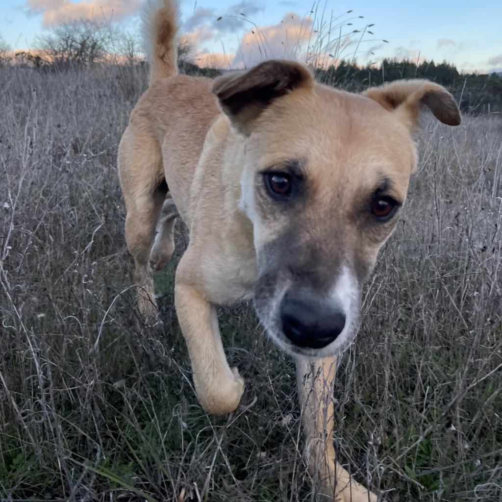 RIVER, an adoptable Shepherd, Mixed Breed in Point Richmond, CA, 94801 | Photo Image 4