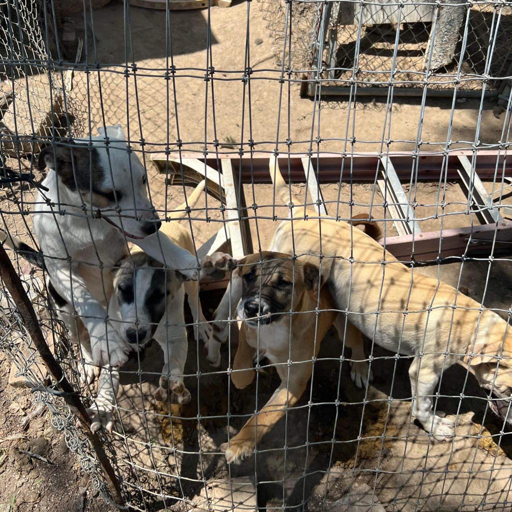 RIVER, an adoptable Shepherd, Mixed Breed in Point Richmond, CA, 94801 | Photo Image 5