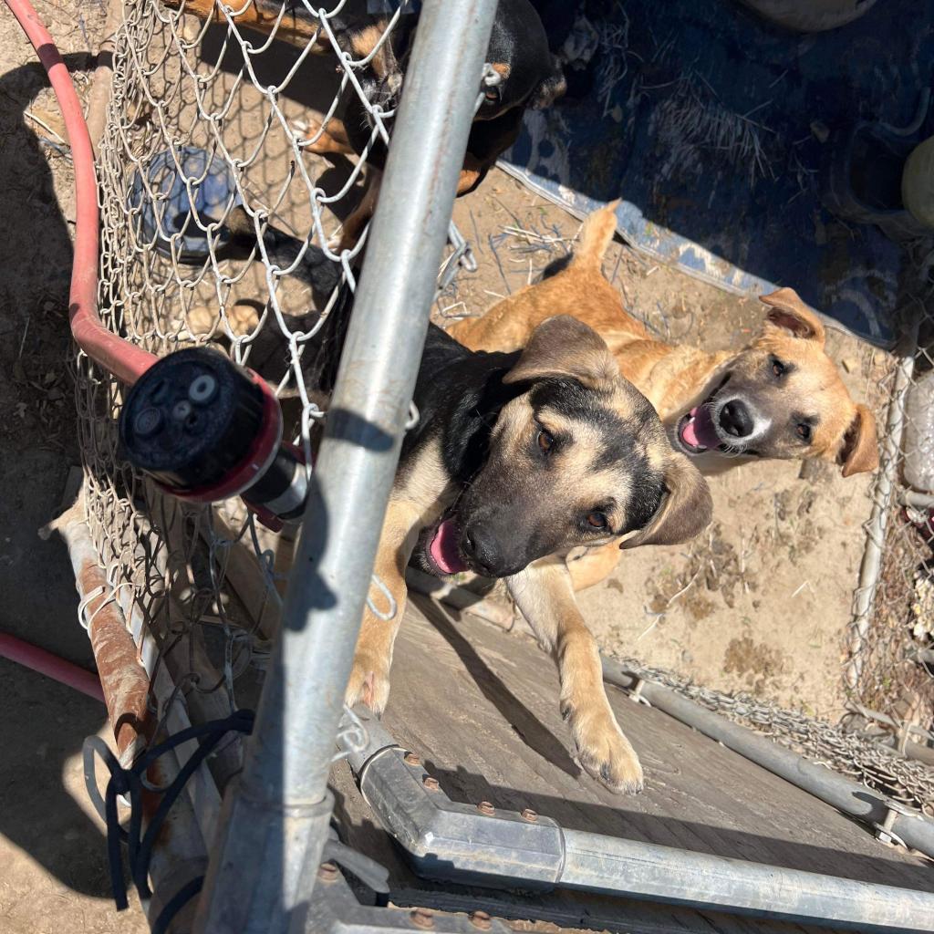 RIVER, an adoptable Shepherd, Mixed Breed in Point Richmond, CA, 94801 | Photo Image 6