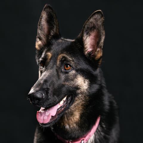 GARLAND, an adoptable German Shepherd Dog in Camarillo, CA, 93010 | Photo Image 1