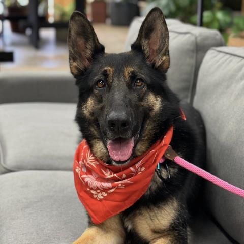 GARLAND, an adoptable German Shepherd Dog in Camarillo, CA, 93010 | Photo Image 1