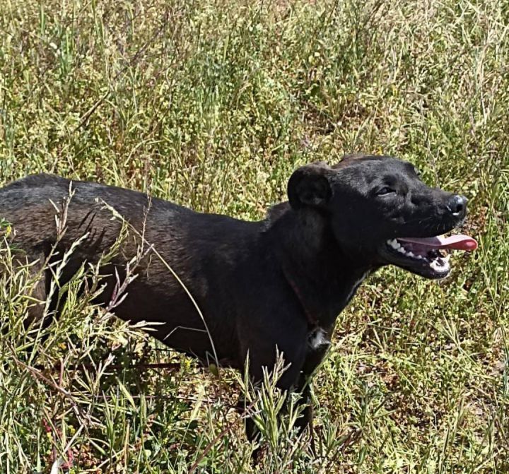 Fresa, an adoptable Labrador Retriever Mix in Chula Vista, CA_image-3