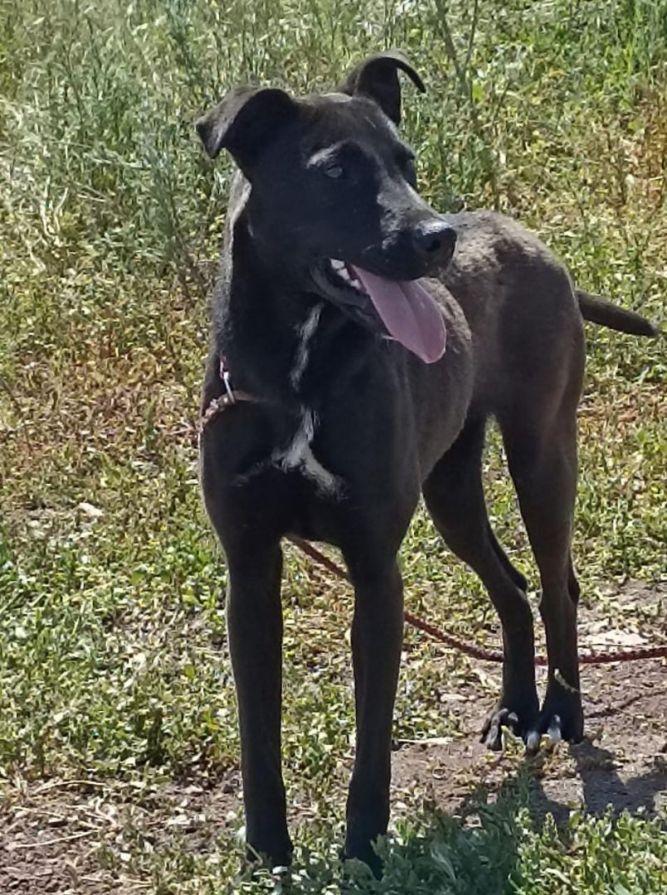 Nubia
