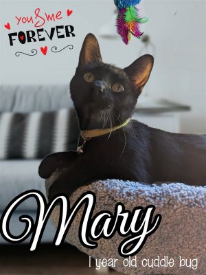 Mama Mary is a wonderful girl who absolutely loves to look out the window She enjoys lounging in th