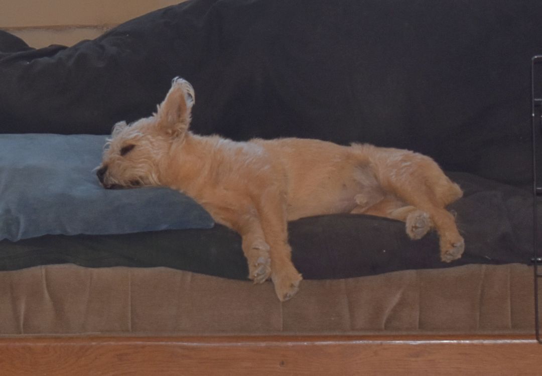 Toby, an adoptable Norwich Terrier in Kirkland, AZ, 86332 | Photo Image 2
