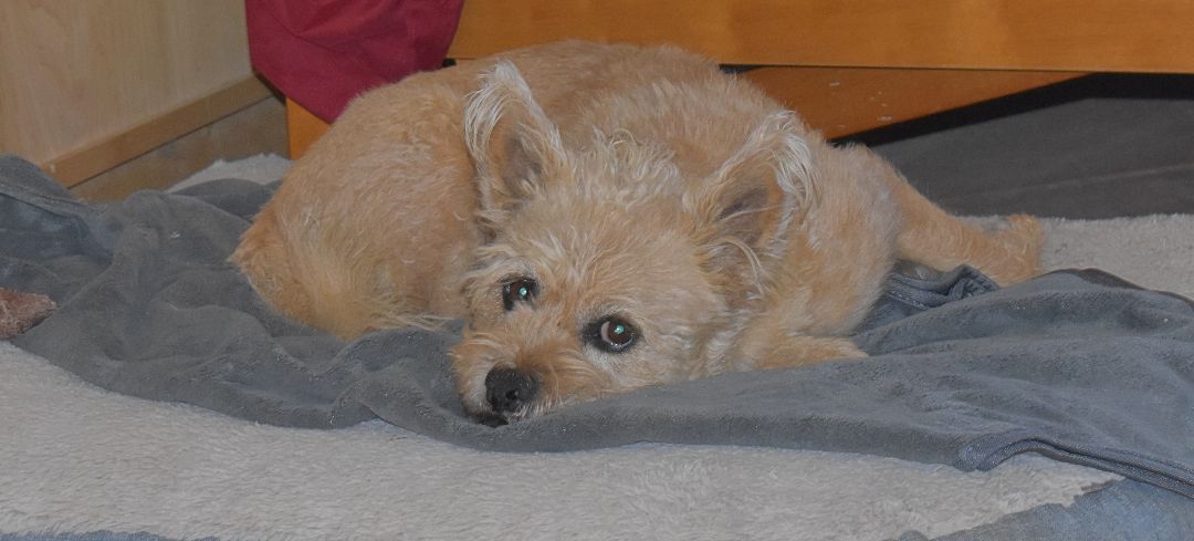 Toby, an adoptable Norwich Terrier in Kirkland, AZ, 86332 | Photo Image 1