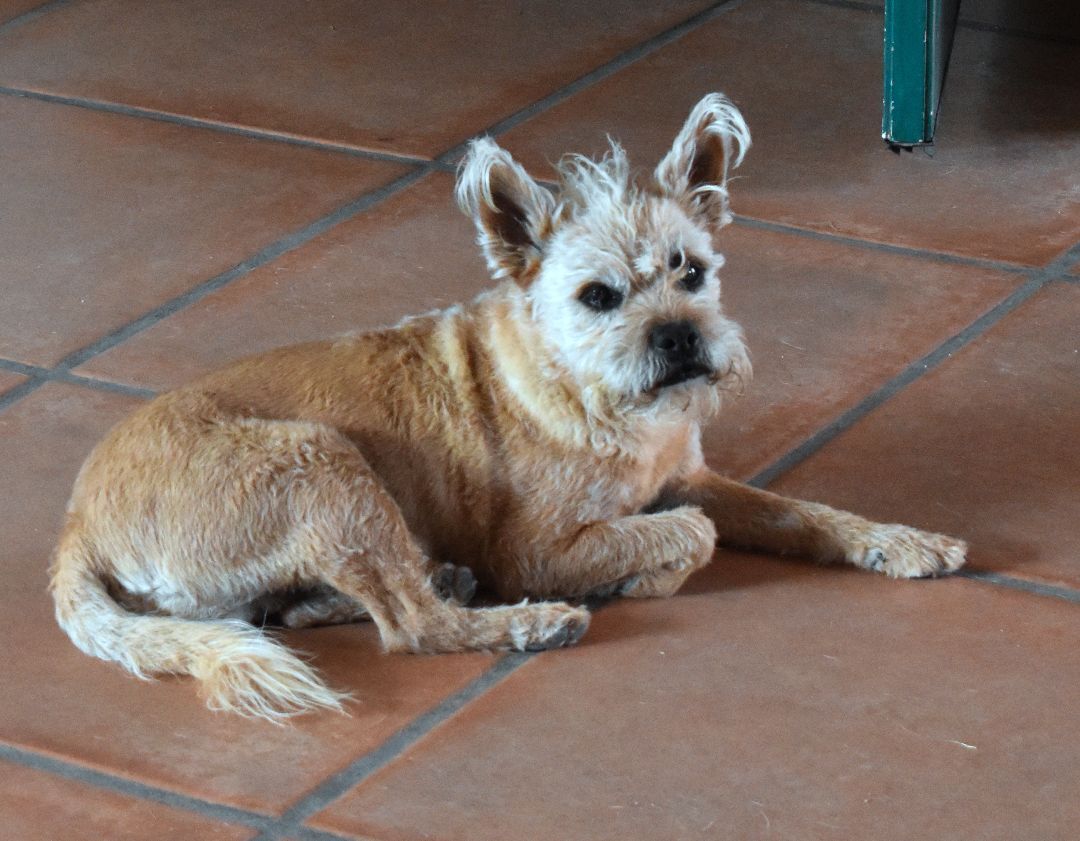 Toby, an adoptable Norwich Terrier in Kirkland, AZ, 86332 | Photo Image 3