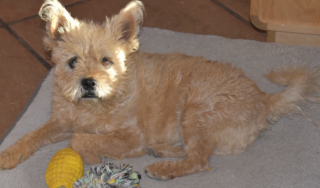 Toby, an adoptable Norwich Terrier in Kirkland, AZ, 86332 | Photo Image 4