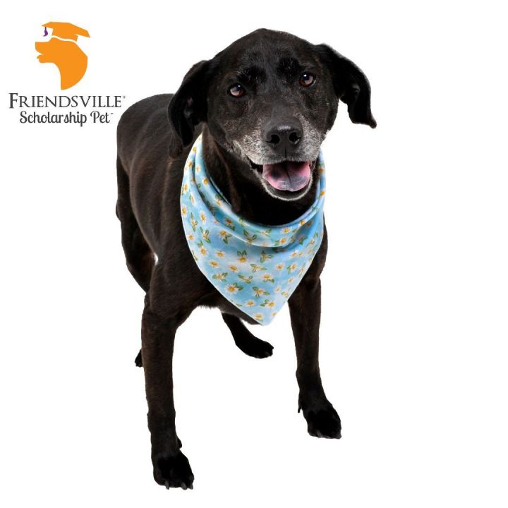 Nellie, an adoptable Black Labrador Retriever Mix in Friendsville, TN_image-1