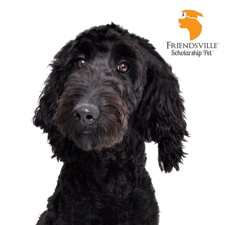 Gretta, an adoptable Standard Poodle & Labradoodle Mix in Friendsville, TN_image-1