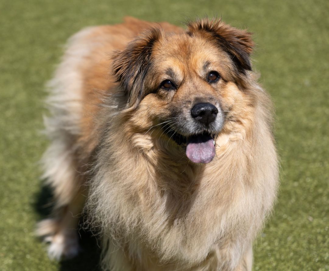 Chow chow clearance shepherd mix