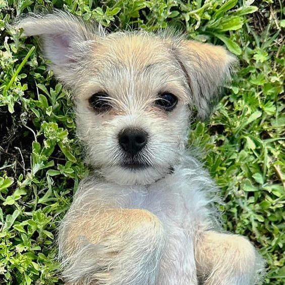Arie, an adopted Shih Tzu & Terrier Mix in Oklahoma City, OK_image-2