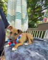 Demi (EVENT SATURDAY- Pet Supplies Plus 1-3-  5348 Dixie Hwy Waterford, MI 48329