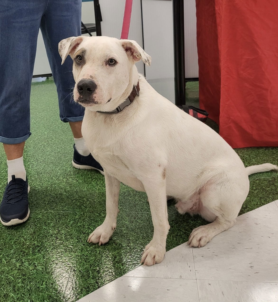 Flop, an adoptable Mixed Breed in Naples, FL, 34102 | Photo Image 1