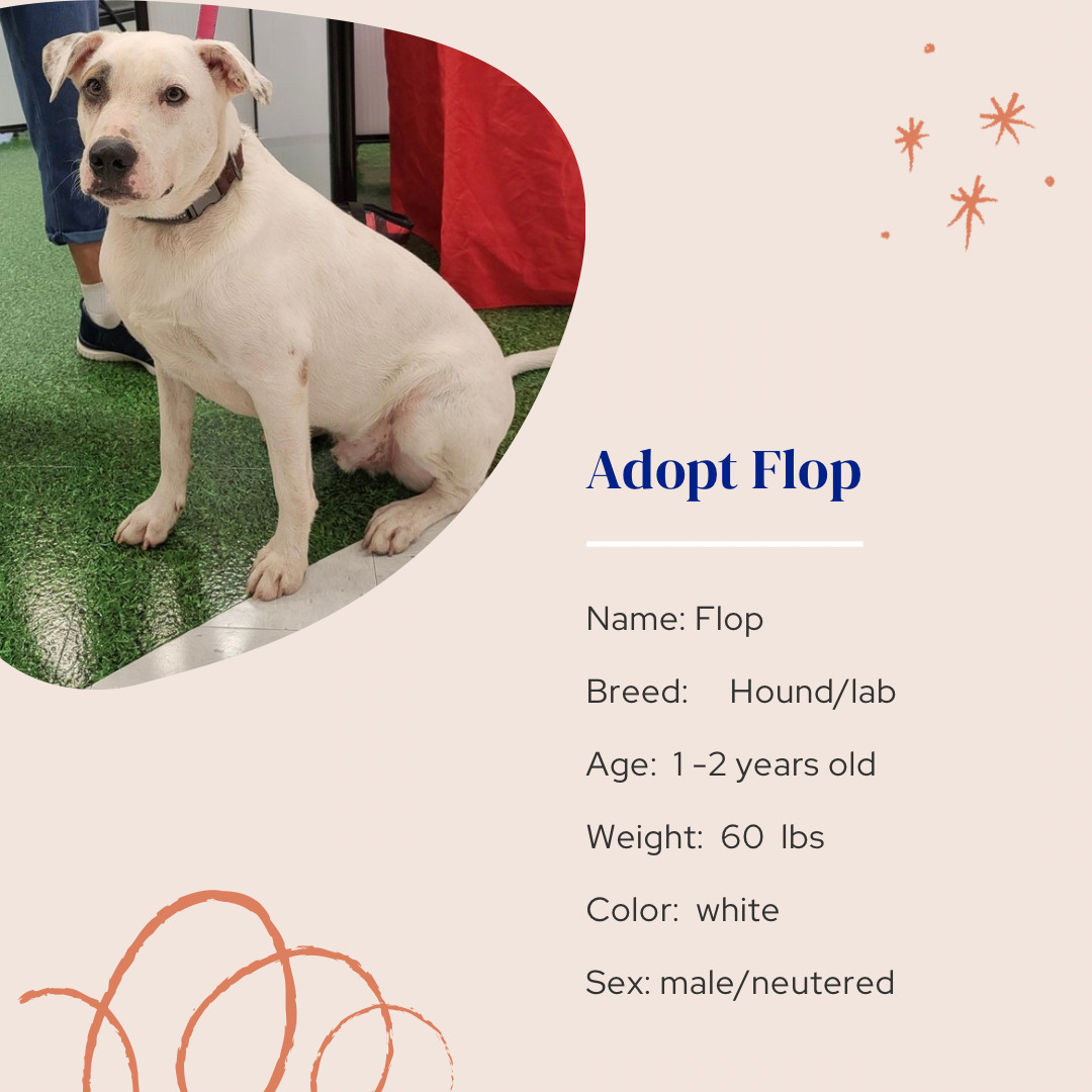 Flop, an adoptable Mixed Breed in Naples, FL, 34102 | Photo Image 2