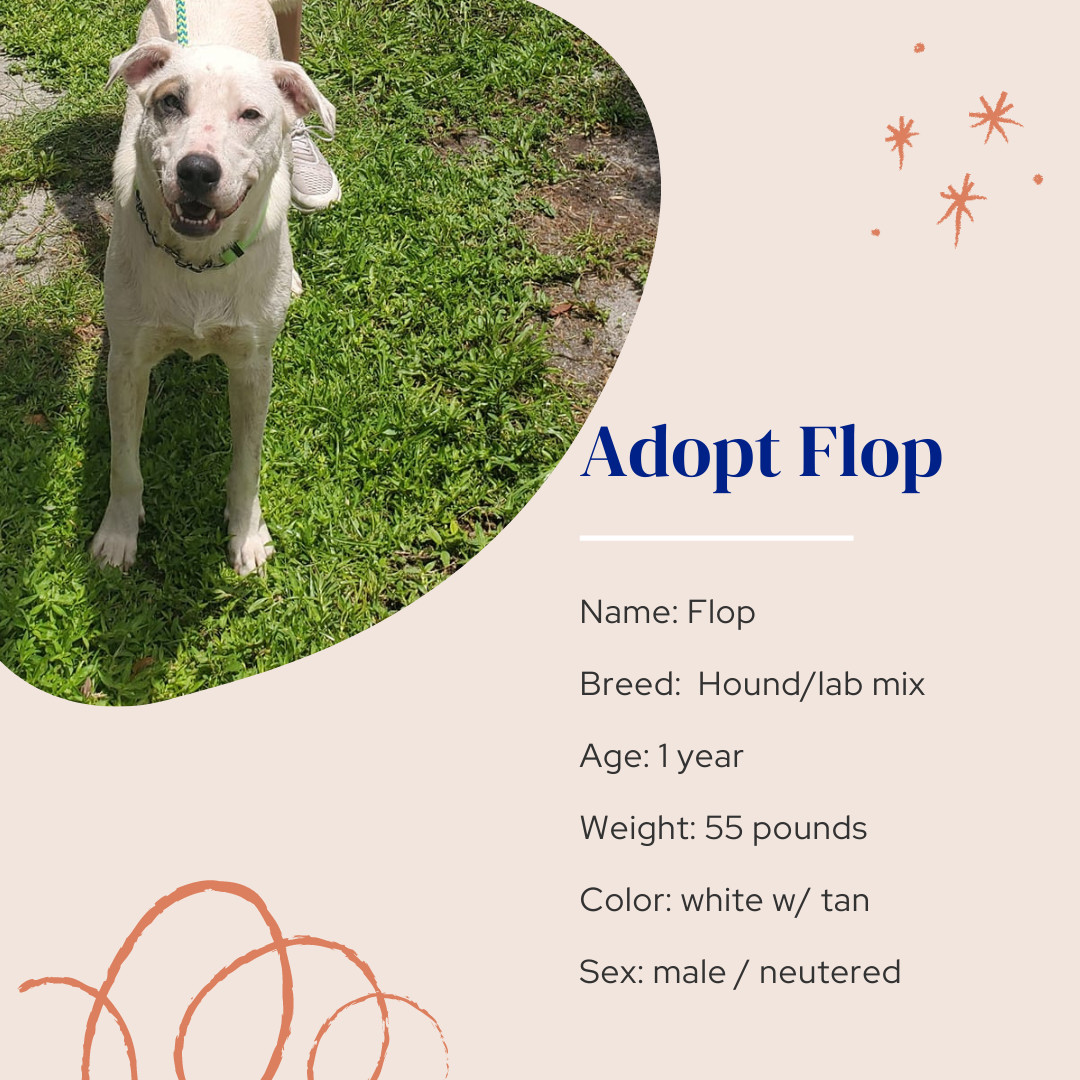 Flop, an adoptable Mixed Breed in Naples, FL, 34102 | Photo Image 3