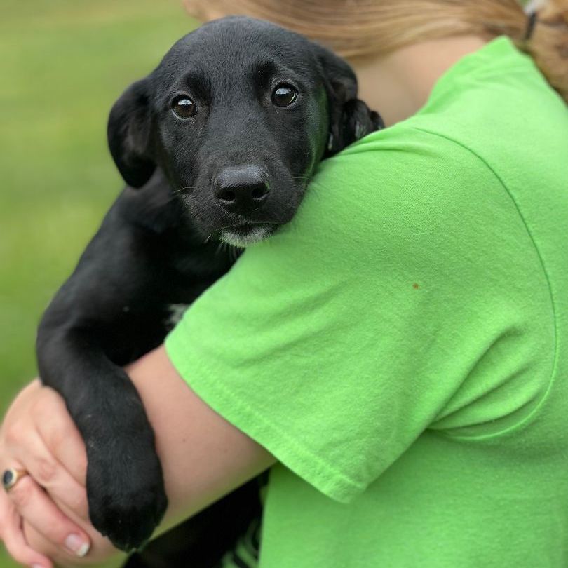 Dog for adoption Fern, a Norwegian Elkhound & Black Labrador