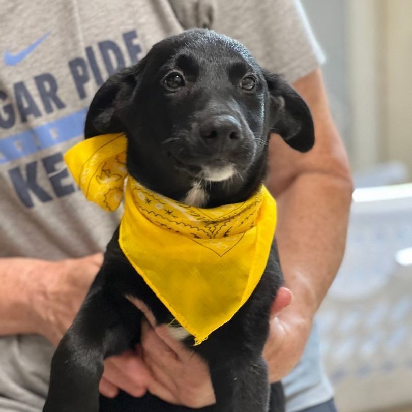Dog for adoption Pine, a Norwegian Elkhound & Black Labrador