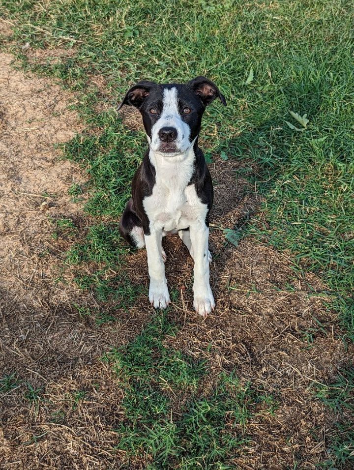 Oreo best sale border collie