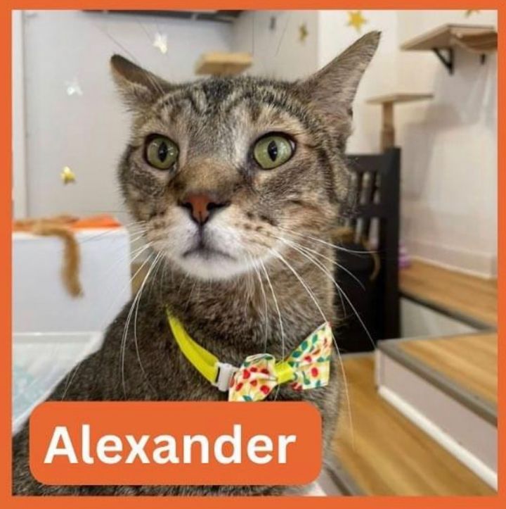 Alexander, an adoptable Domestic Short Hair & Tiger Mix in New Haven, CT_image-1