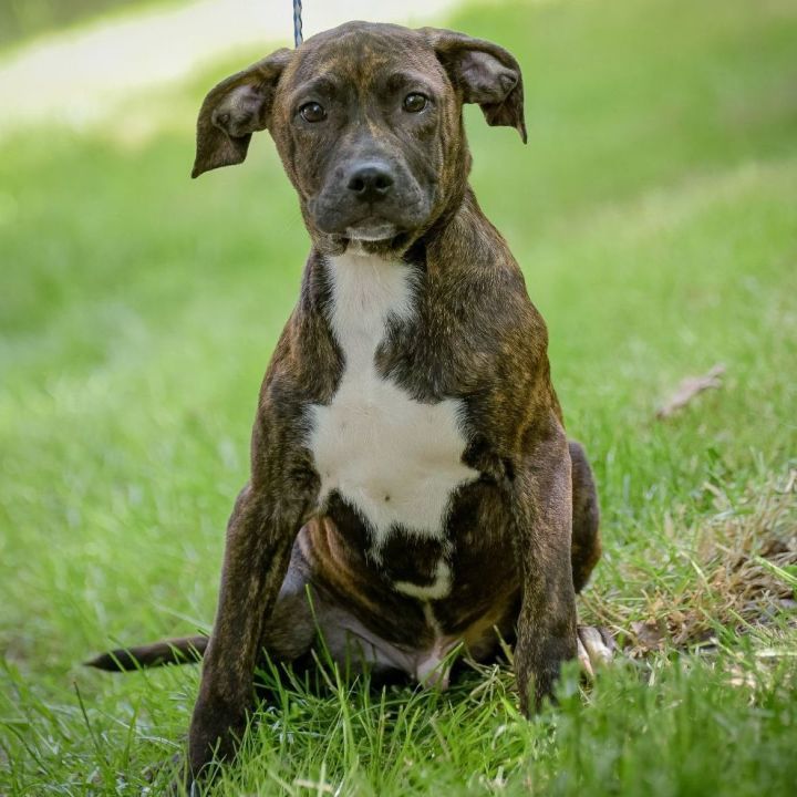 Kamp brændstof Udsæt Dog for adoption - Arlo, a Hound & Terrier Mix in Lambertville, NJ |  Petfinder