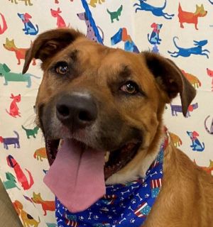 LOVES BELLY RUBS AND GIVES KISSESEst DOB 10818 Weight  65 lbs Im Buster a sweet happy eager