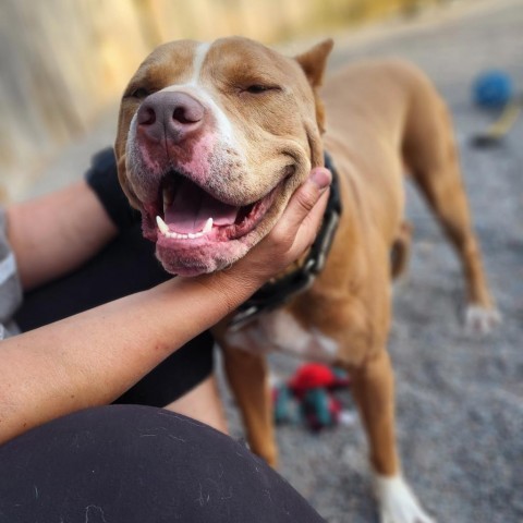 Marley (Tigger), an adoptable Mixed Breed in Glenfield, NY, 13343 | Photo Image 1