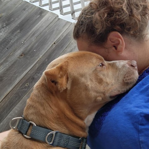 Marley (Tigger), an adoptable Mixed Breed in Glenfield, NY, 13343 | Photo Image 2