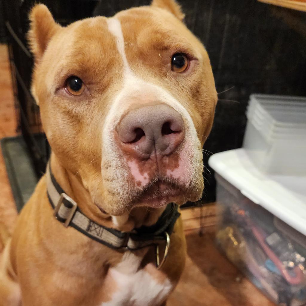 Marley (Tigger)