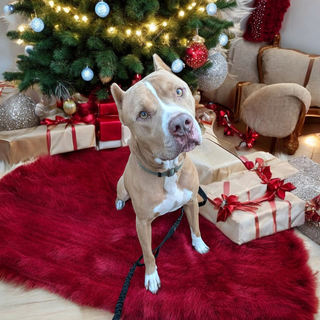 Marley (Tigger), an adoptable Mixed Breed in Glenfield, NY, 13343 | Photo Image 4