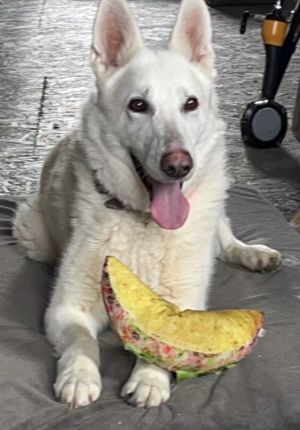 are bananas good for the white shepherd