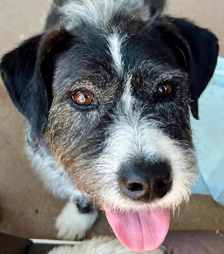 Pitbull and poodle store mix