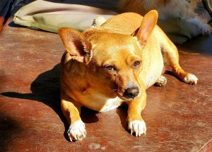 CARMEN Chihuahua Mix  Small 11-25 lbs  Age 3-4 Years Old Spayed Female  Accepting Application