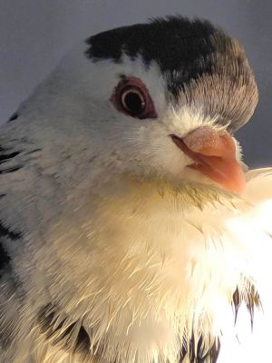 Oreo w/ Cocoa Pigeon Bird