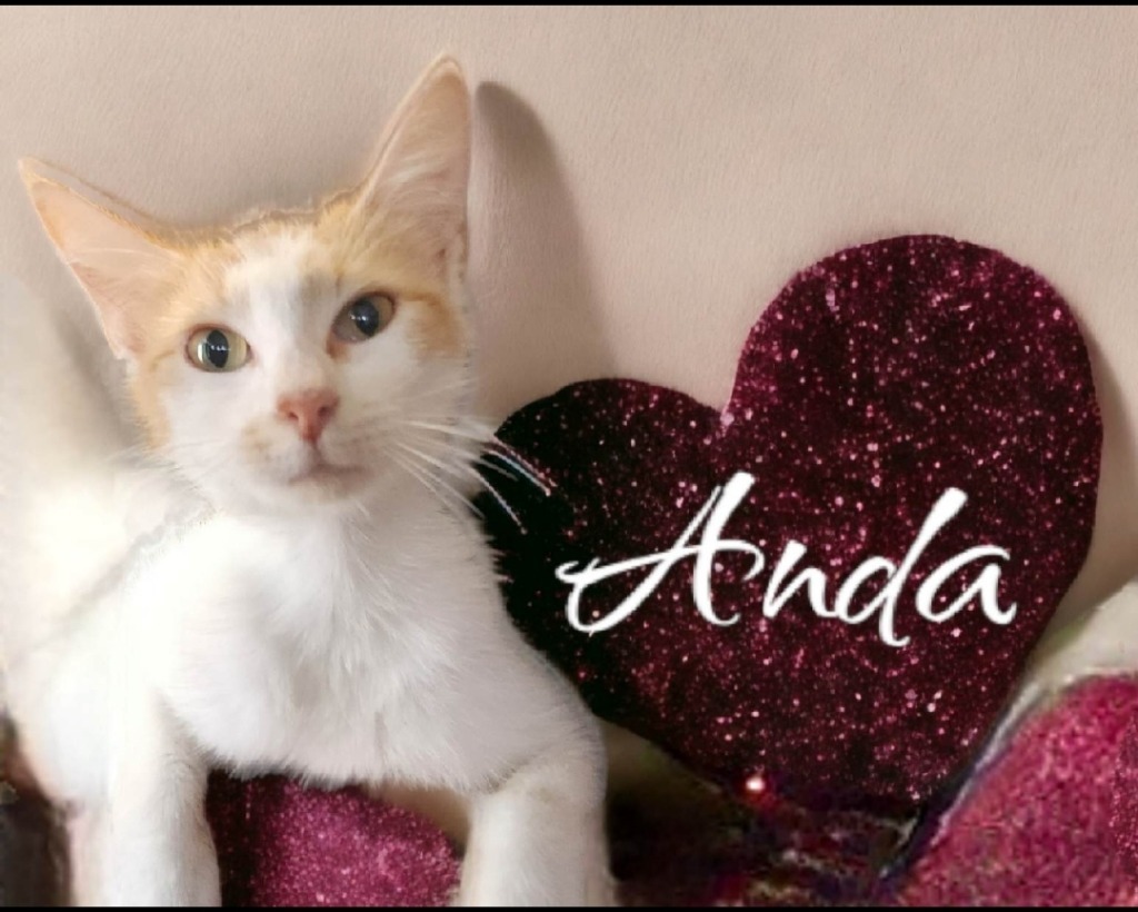 Anda, an adoptable Domestic Short Hair in El Dorado, AR, 71730 | Photo Image 1