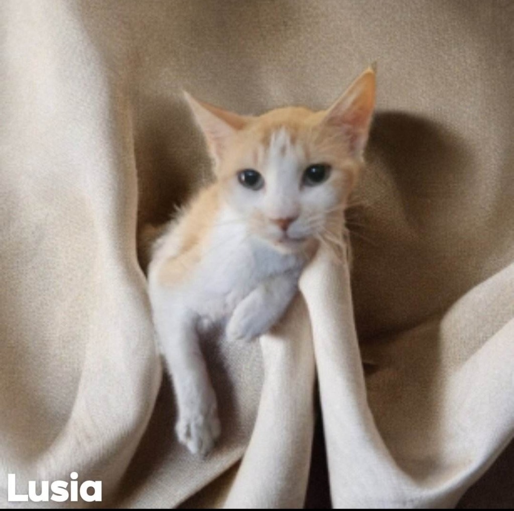 Lusia, an adoptable Domestic Short Hair in El Dorado, AR, 71730 | Photo Image 1