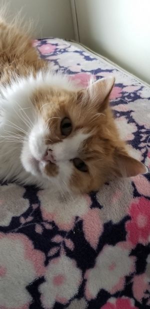 Joe, Senior Male Domestic Long Hair
