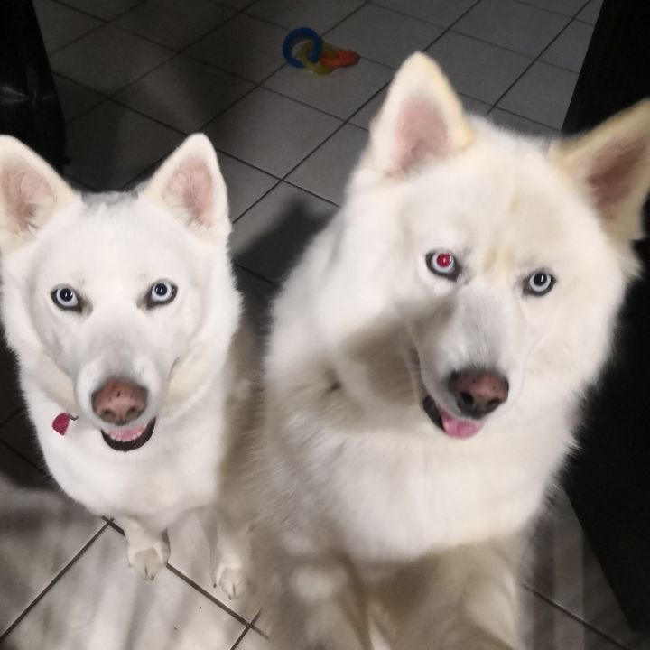 Glacier & Storm, an adoptable Siberian Husky in Rochester, NY_image-1
