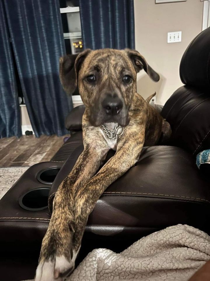 Mountain cur store great dane mix