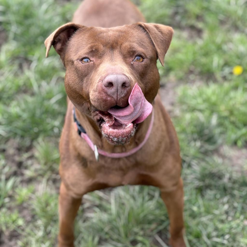 Graphite, an adoptable Mixed Breed in Huntington, WV, 25704 | Photo Image 1