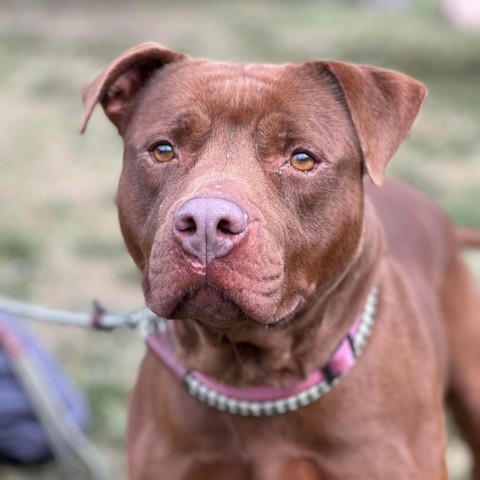 Graphite, an adoptable Mixed Breed in Huntington, WV, 25704 | Photo Image 2