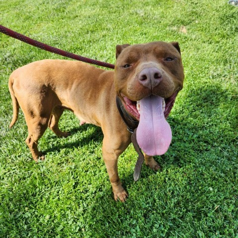 Graphite, an adoptable Mixed Breed in Huntington, WV, 25704 | Photo Image 3