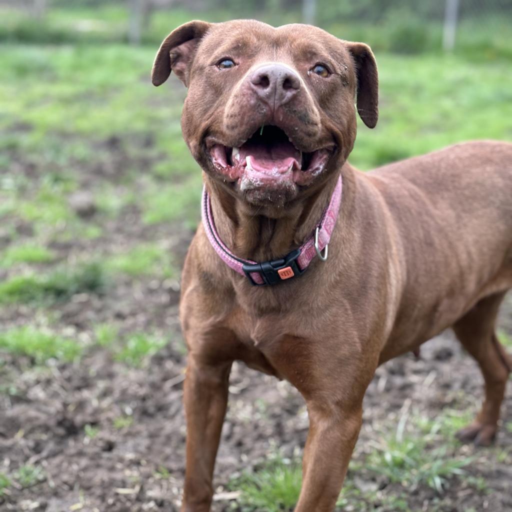 Graphite, an adoptable Mixed Breed in Huntington, WV, 25704 | Photo Image 3